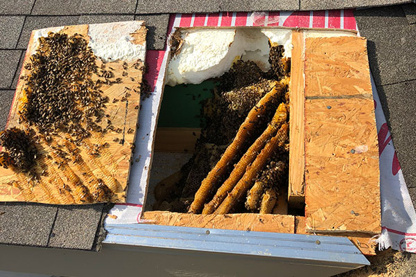 Bee Removal Roof - Fort Worth
