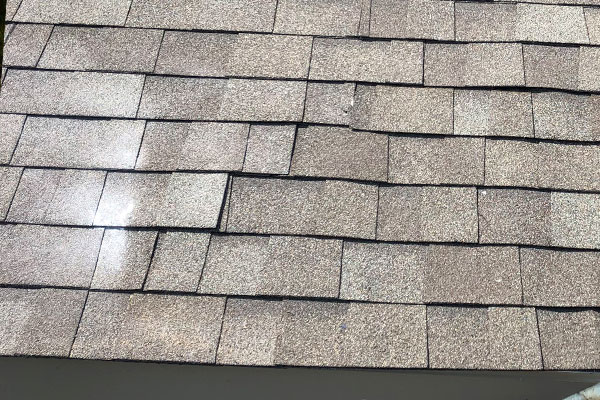 Bee Removal Roof - Fort Worth