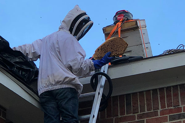 Bee Removal Honeycomb  - Fort Worth