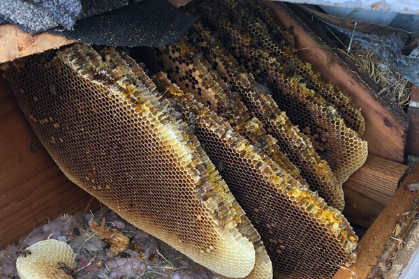 Bee Removal Honeycombs - Fort Worth