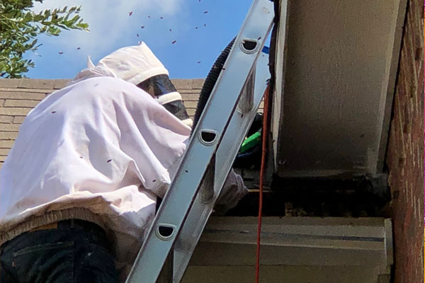 Bee Removal Inspection - Fort Worth